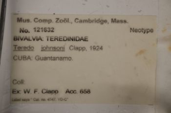Media type: image;   Malacology 121632 Description: Label.;